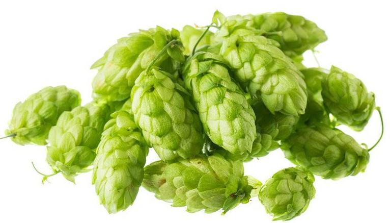 Lúpulo Hops