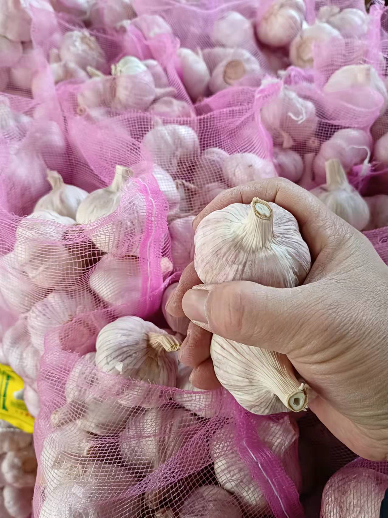 2021 Crop High Quality Normal White Garlic 5.5cm-6cm In 3.7kg Mesh Bag for Saudi Arab Market 