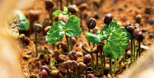 Primavera quente nutre novas mudas, aroma de café aumenta a renda no condado de Zhenkang, Lincang