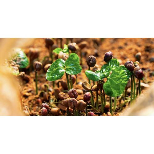 La cálida primavera nutre nuevas plántulas y el aroma del café aumenta los ingresos en el condado de Zhenkang, Lincang