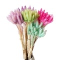 High Grade 50 Stems Dried Bunny Tail Flowers for Home Decor1