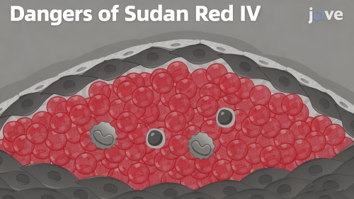 Sudan Red IV Discovery, 화장품 성분 안전성에 대한 새로운 관심 제기