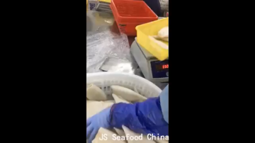 Iqf processing seafood high quality frozen squid tube calamari tube u5 u71