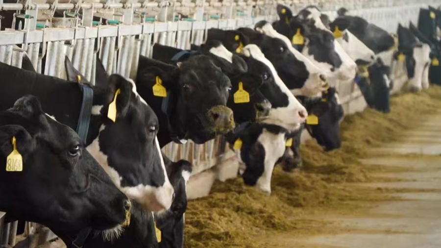 cows