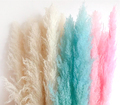 China Factory Price Dried Pampas Grass for Wedding Flowers1