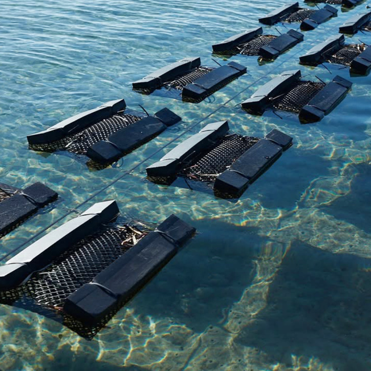 अस्थायी सीप पिंजरे