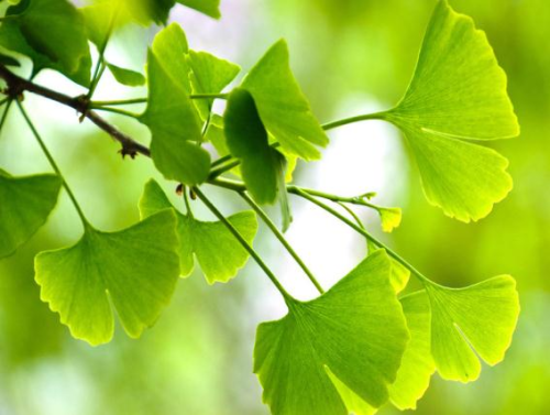 La eficacia del extracto de Ginkgo biloba