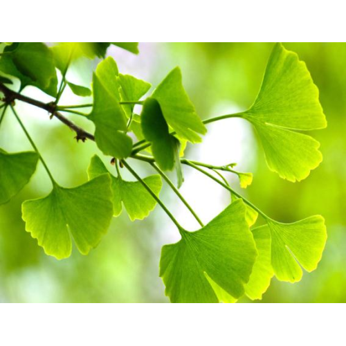 A eficácia do extrato de Ginkgo Biloba