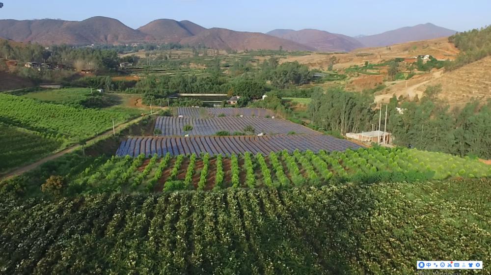 Raw Material Plantation