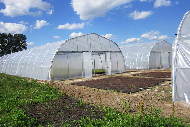 Tunnel Plastic Film Greenhouse