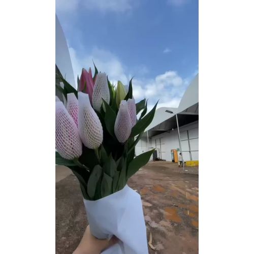 الشريط الأحمر رذاذ مزدوج زنبق