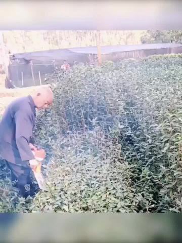 绿篱机