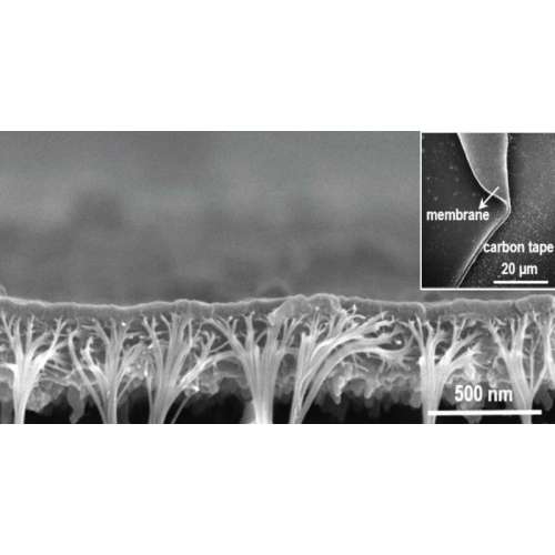 Sieving ions with a polymer membrane