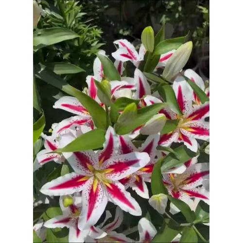 স্মাইলি একক-পাপড়ি লিলি