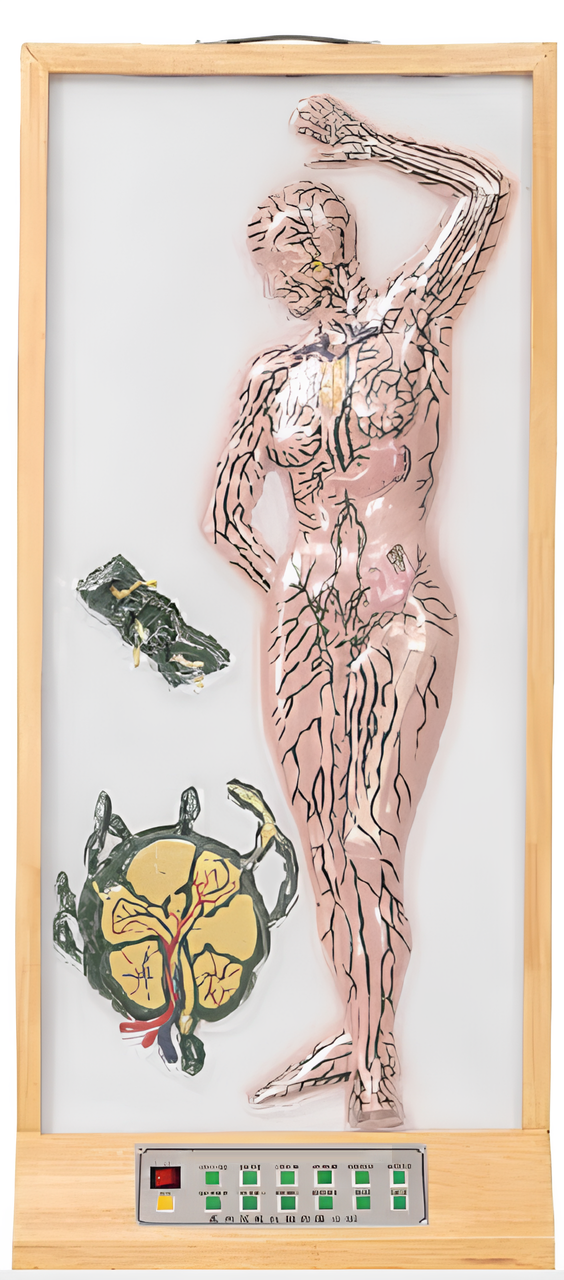 Microcomputer model of human body lymph flow