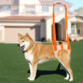 Poor Stability Joint Injuries in Elderly Dogs: Support with a Rear Lift Harness1