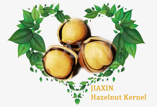 Jiaxin Hazelnut International Trading Co., Ltd.