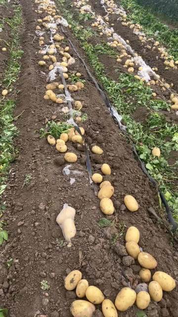 Wotu 5 Yellow Flesh Potato