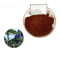 Kínai EU Organic Wellgreen fenyő kéreg kivonat OPC1
