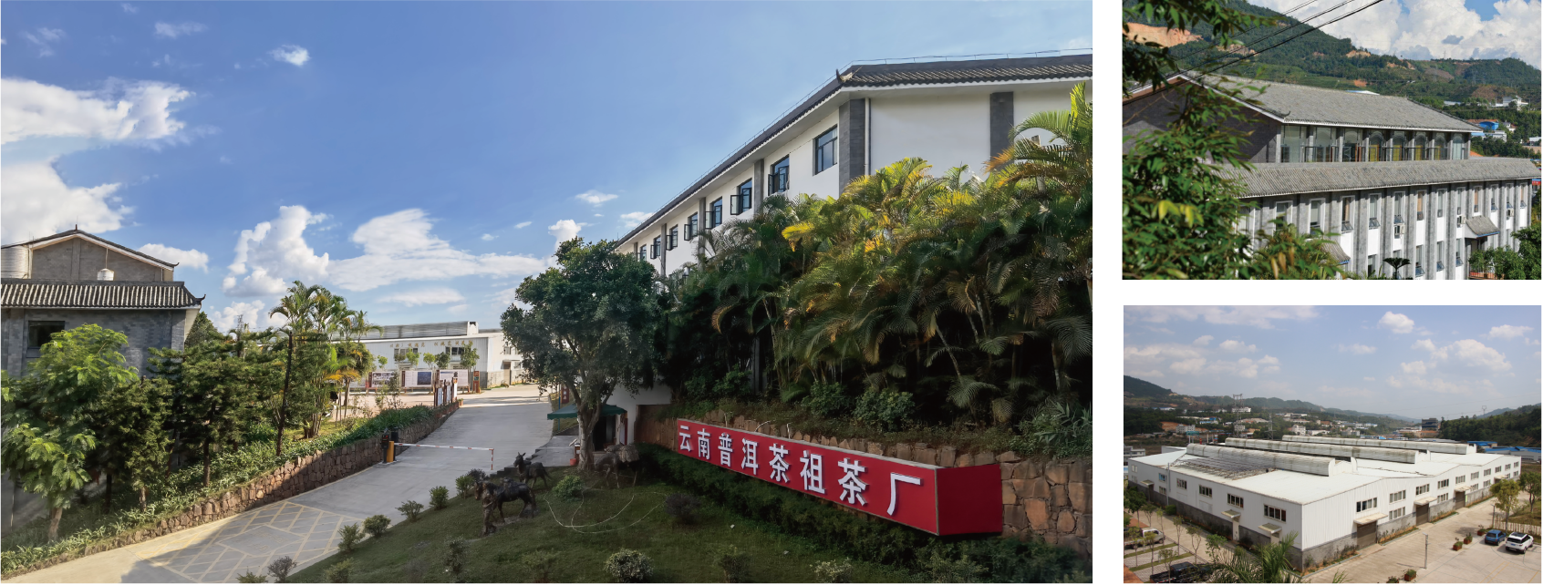 Yunnan Tea Ancestor Tea Industry Co.Ltd.