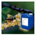 Concentrated Osmanthus Fragrance Oil for Industrial Food and Tobacco Applications1