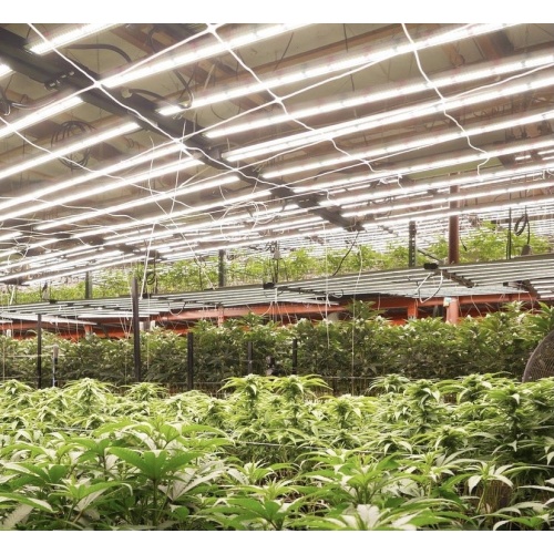 Πώς να επιλέξετε τα καλύτερα LED Grow Lights για φυτά εσωτερικού χώρου.