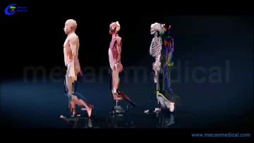digital human anatomy system