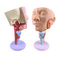 2025 New KRC Medical Science Teaching Resource: Educational Equipment - Plastic Human Head with Pharynx Muscles Anatomical Model1