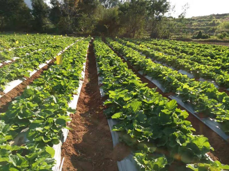 Raw Material Plantation