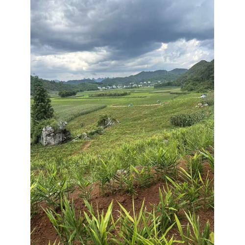 Venta de plantas de jengibre silvestre.