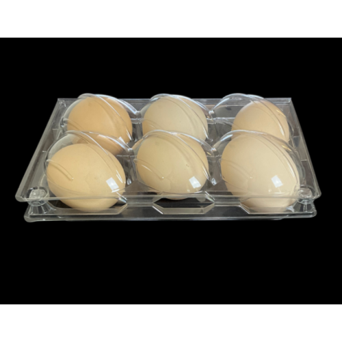 PET egg  tray new products officially put into production