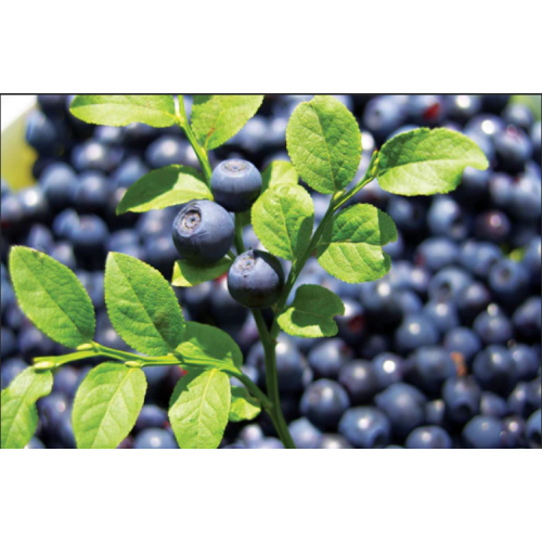 Ekstrak Bilberry - Penemuan Baru untuk Perlindungan Ginjal