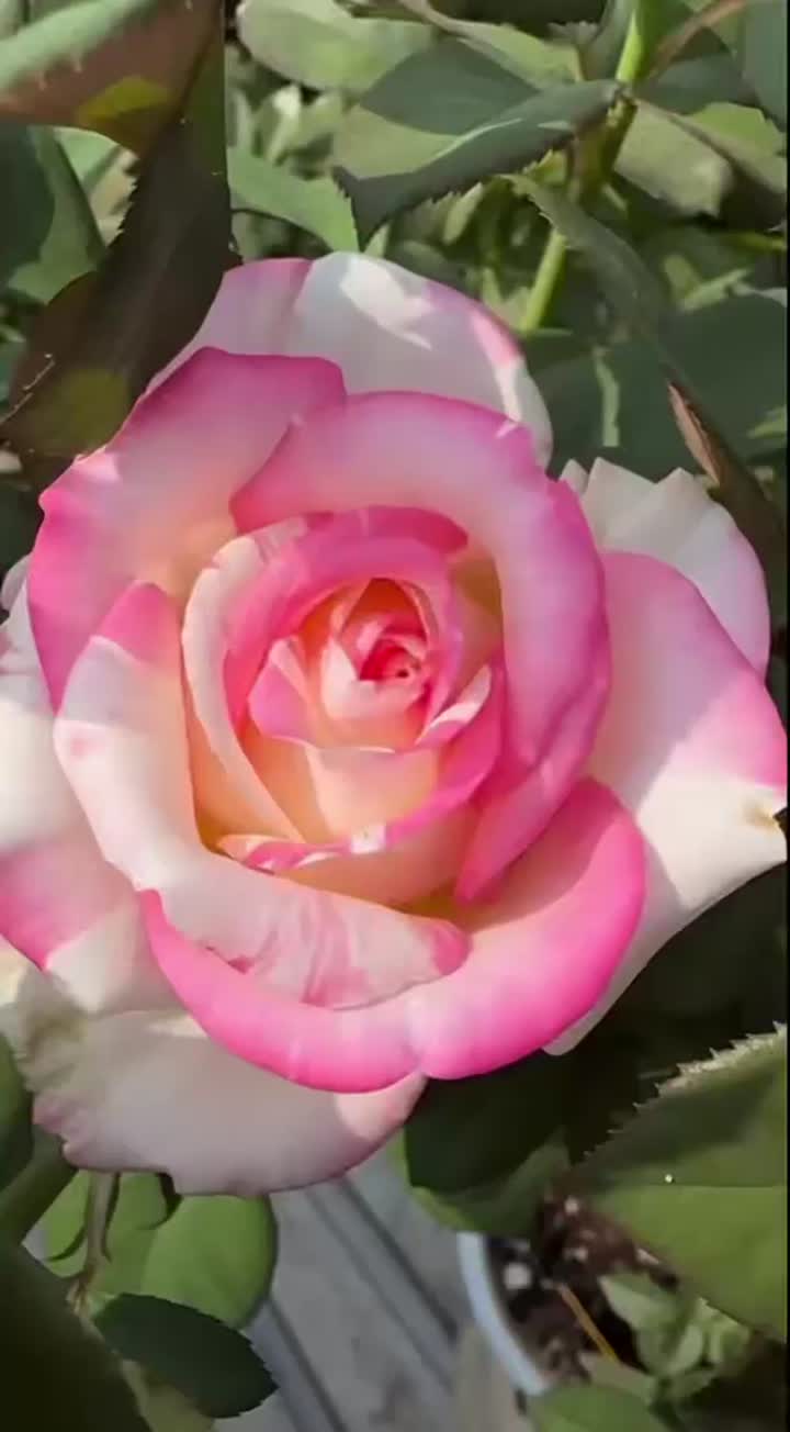 নিশাং রোজ