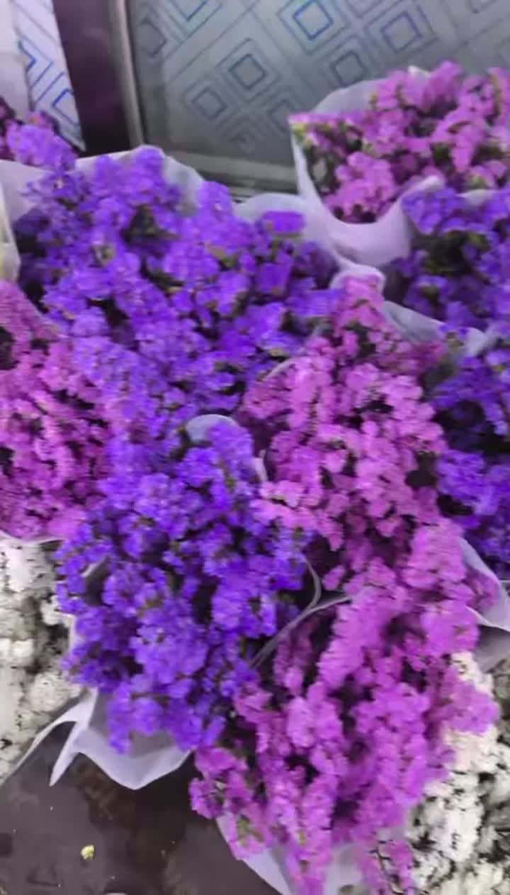 মায়োসোটিস অ্যালপেস্ট্রিস ফুল