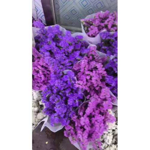 মায়োসোটিস অ্যালপেস্ট্রিস ফুল