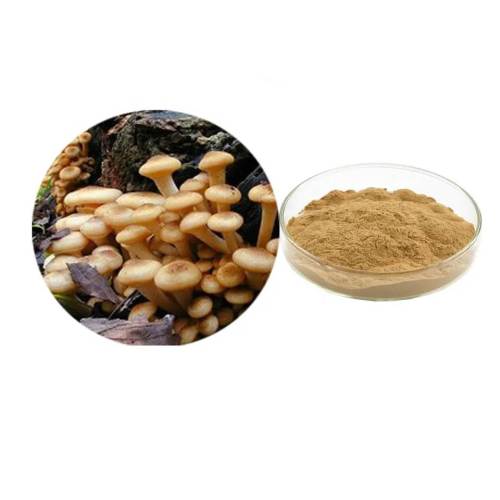 The Efficacy And Role Of Armillaria Mellea Extract