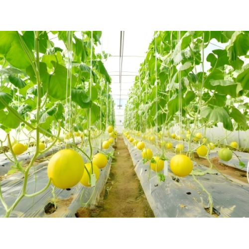 Greenhouse Agriculture: Practical Breakthroughs in Precise Environmental Control and High‑Value Crop Cultivation