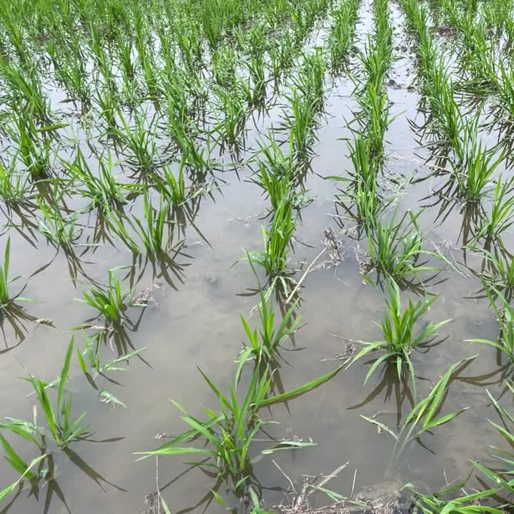 Organic rice growing