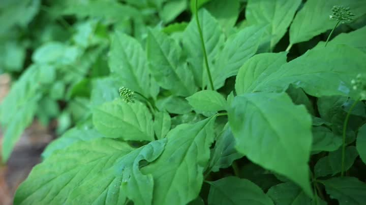 Kesan sampingan ginseng merah Korea