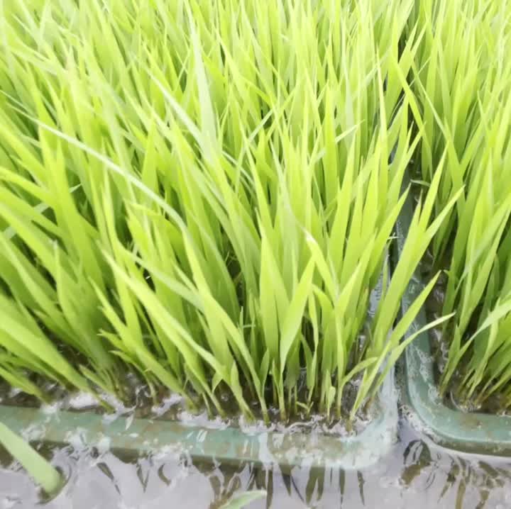 Органический рис растет