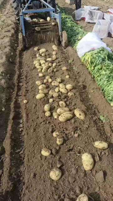 Wotu No.5 Fresh Potato