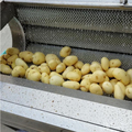 Cassava Potato Brush Cleaning and Peeling Machine1