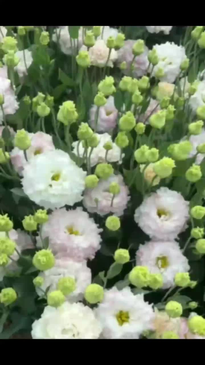 প্রিমিয়াম পাইকারি তাজা আইসক্রিম গোলাপী Lisianthus সরাসরি ফার্ম 70cm থেকে