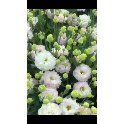 প্রিমিয়াম পাইকারি তাজা আইসক্রিম গোলাপী Lisianthus সরাসরি ফার্ম 70cm থেকে