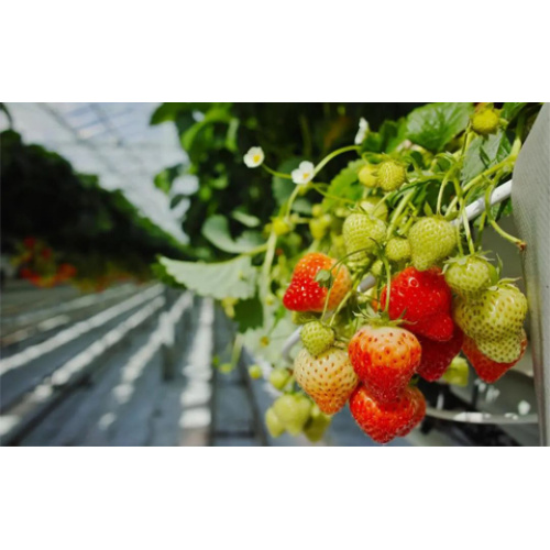Strawberry spring production management points