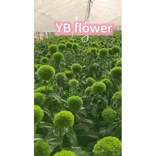 زهرة مقطوفة حديثًا من Dianthus Green Trick Green Ball لترتيب الباقة
