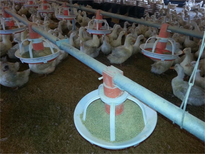 Poultry Pan Feeding System