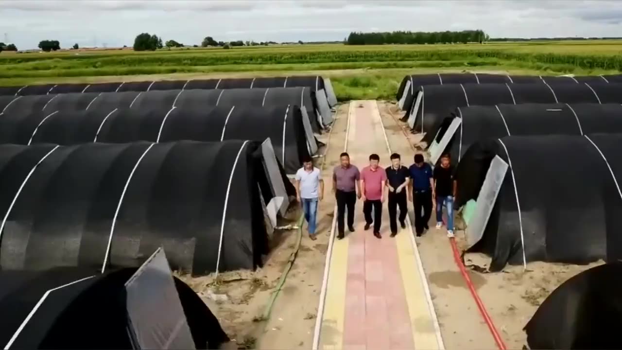 Tunnel à faible coût champignon à une durée de verdure agricole avec un système de privation légère1