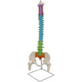 2024 New Life-Size Anatomical Spine, Pelvis, and Femoral Head Models with Spinal Nerves1