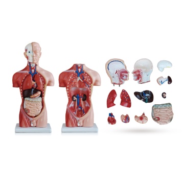 Top 10 China Male Torso Anatomy Model Manufacturers